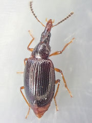 Tanyrhinus singularis