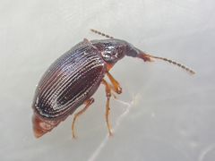 Tanyrhinus singularis