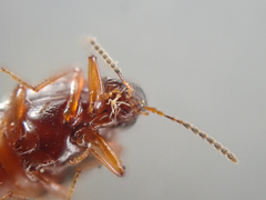 Tanyrhinus singularis