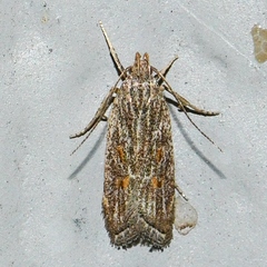 Helcystogramma chambersella
