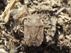 Sciocoris helferii