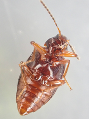 Tanyrhinus singularis