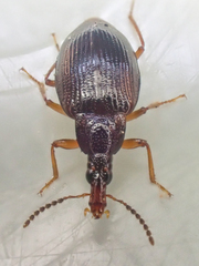 Tanyrhinus singularis
