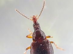 Tanyrhinus singularis