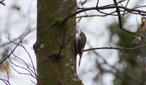 Western Eurasian Treecreeper