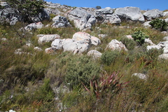 Grubbia tomentosa