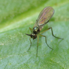 Rhaphium