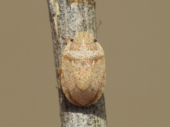Sciocoris helferii
