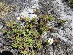 Arctotis aspera aspera