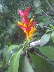 Sanchezia cyathibractea