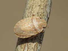 Sciocoris helferii