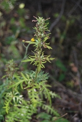 Pedicularis macrochila