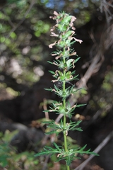 Pedicularis macrochila