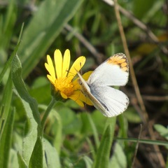 Colotis evagore