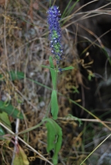 Veronica porphyriana