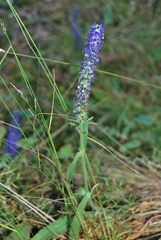 Veronica porphyriana