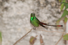 Red-Tailed Comet photo 5
