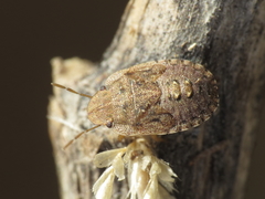 Sciocoris helferii