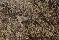 Curruca deserticola