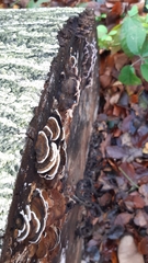 Trametes versicolor