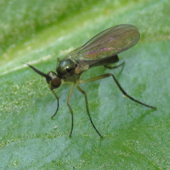 Rhaphium