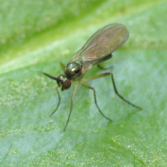 Rhaphium
