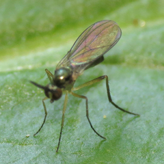 Rhaphium