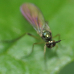 Rhaphium