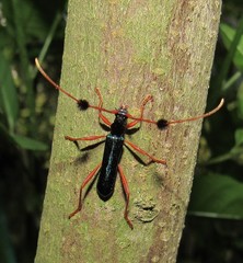 Compsocerus chevrolati