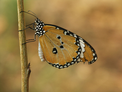 Danaus chrysippus