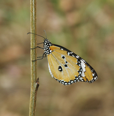 Danaus chrysippus