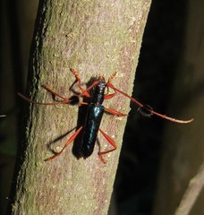 Compsocerus chevrolati