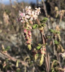 Ribes malvaceum malvaceum