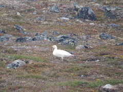 Anser caerulescens caerulescens
