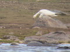Anser caerulescens caerulescens