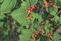 Rauvolfia