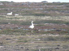 Anser caerulescens caerulescens