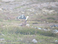 Anser caerulescens caerulescens