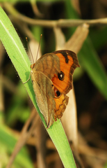 Junonia almana