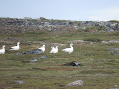 Anser caerulescens caerulescens