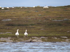 Anser caerulescens caerulescens