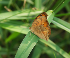 Junonia almana