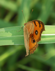 Junonia almana
