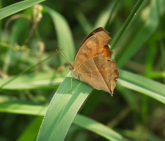 Junonia almana