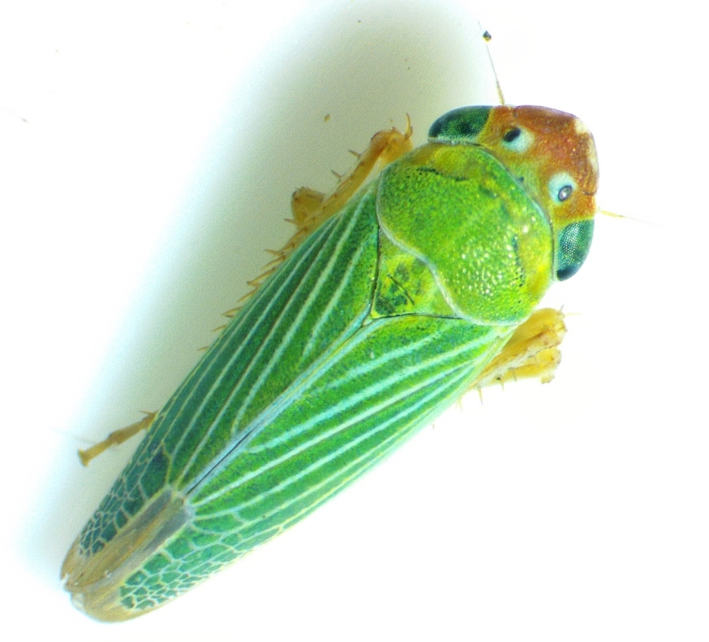 Yellow-headed Leafhopper