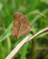 Junonia almana
