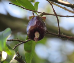 Eugenia involucrata