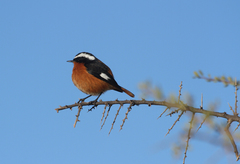 Phoenicurus moussieri