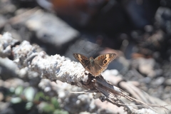 Junonia neildi varia