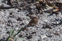 Junonia neildi varia